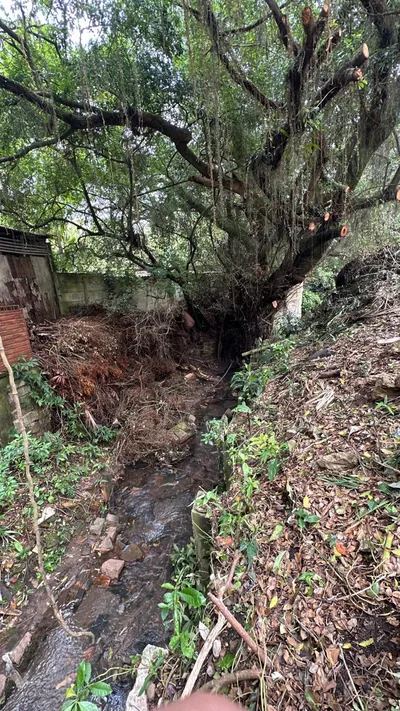 Talude sem contenção, com erosão e vegetação sobre a divisa do terreno